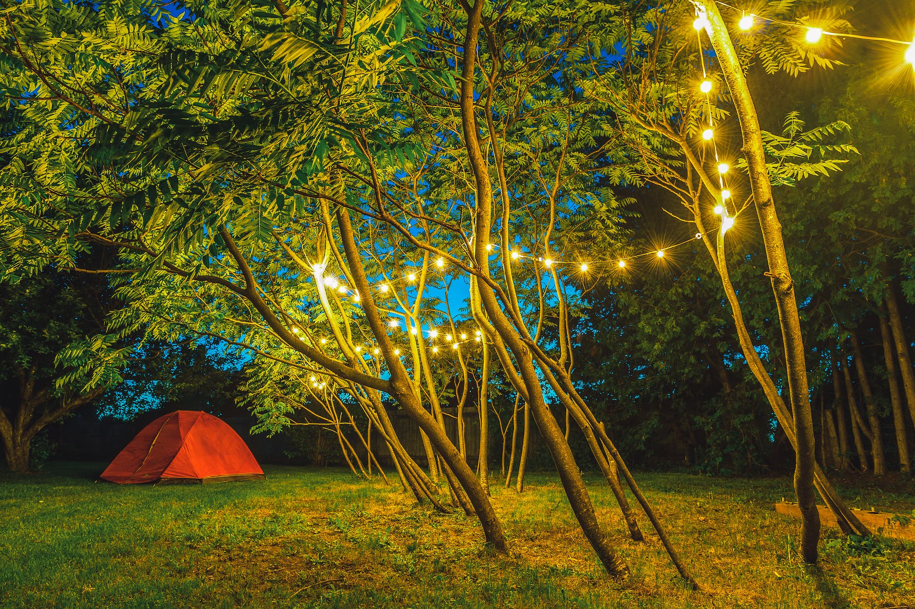 string lights hanging on trees near dome tent